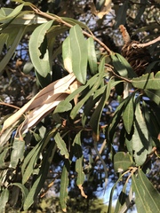 Banksia integrifolia