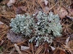 Platismatia tuckermanii