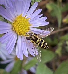 Epistrophella emarginata