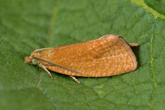Celypha rufana