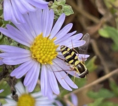Epistrophella emarginata