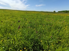 Fritillaria meleagroides