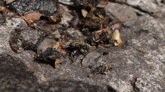 Ryssonotus nebulosus