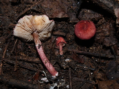 Lepiota erythrosticta