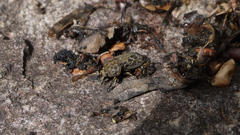 Ryssonotus nebulosus