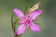 Chamaenerion colchicum