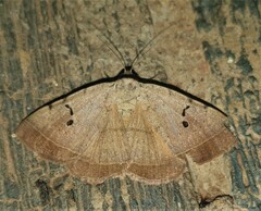 Hypopyra carneotincta