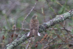 Emberiza hortulana