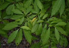 Tabernaemontana orientalis