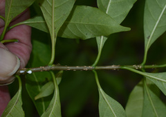 Tabernaemontana orientalis