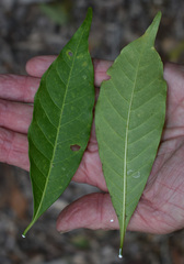 Tabernaemontana orientalis