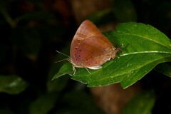 Arhopala