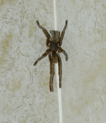 Harpactirinae