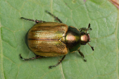 Anomala dubia