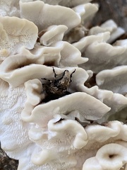Euparius marmoreus
