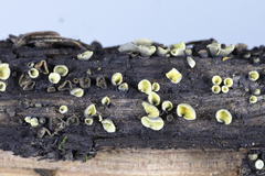 Chlorosplenium