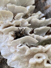 Euparius marmoreus