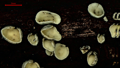 Chlorosplenium