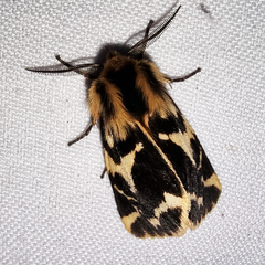 Ardices curvata
