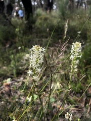 Stackhousia subterranea