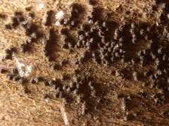 Rosellinia