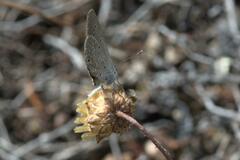 Eicochrysops messapus