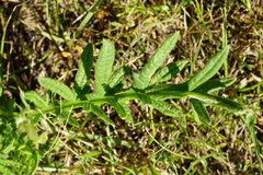 Cirsium eriophorum