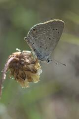 Eicochrysops messapus