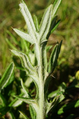 Cirsium eriophorum