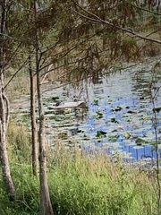 Pseudemys peninsularis