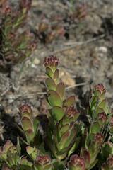 Crassula undulata