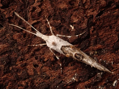 Ypsolopha asperella