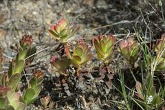 Crassula undulata