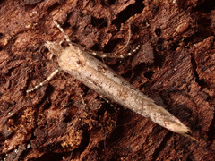 Ypsolopha ustella