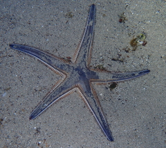 Astropecten bispinosus