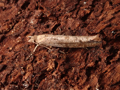 Ypsolopha ustella