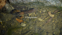 Cherax depressus