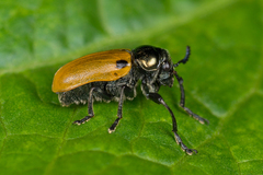 Labidostomis