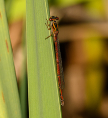 Xanthocnemis zealandica