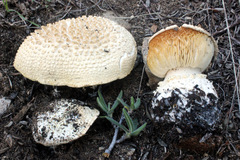 Cercopemyces crocodilinus