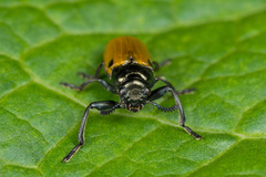 Labidostomis