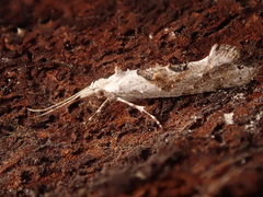Ypsolopha asperella