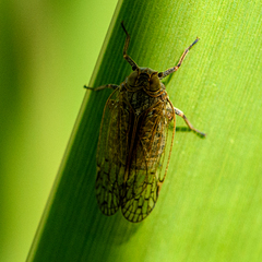Tachycixius pilosus