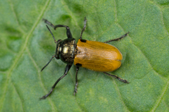 Labidostomis