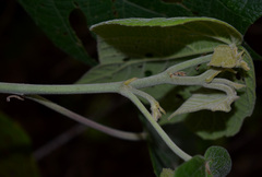Macaranga involucrata