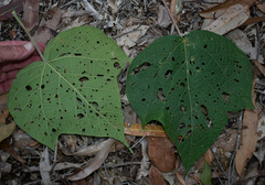 Macaranga involucrata