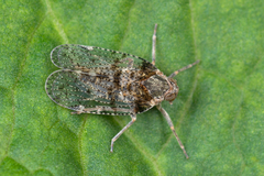 Cixius