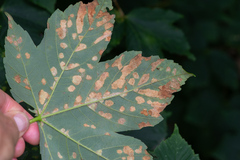 Aceria pseudoplatani