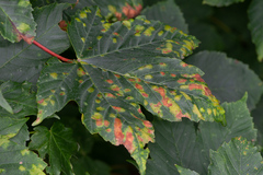 Aceria pseudoplatani