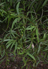 Acacia polystachya